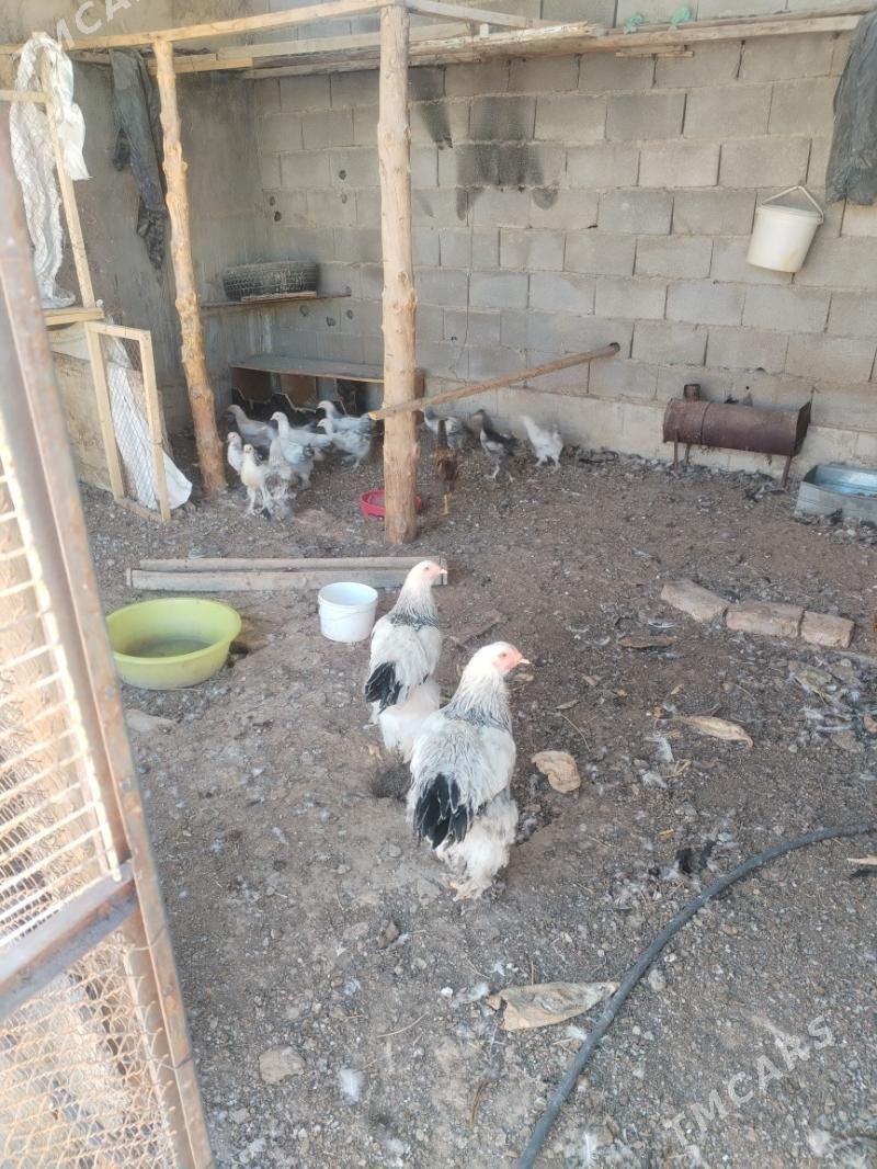 Brama jujo - Анев - img 1