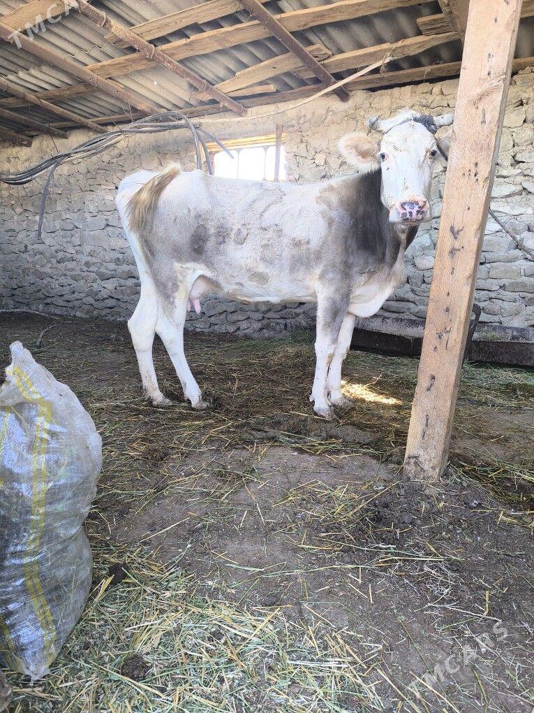 Gysyr sygyr - Bereket - img 2