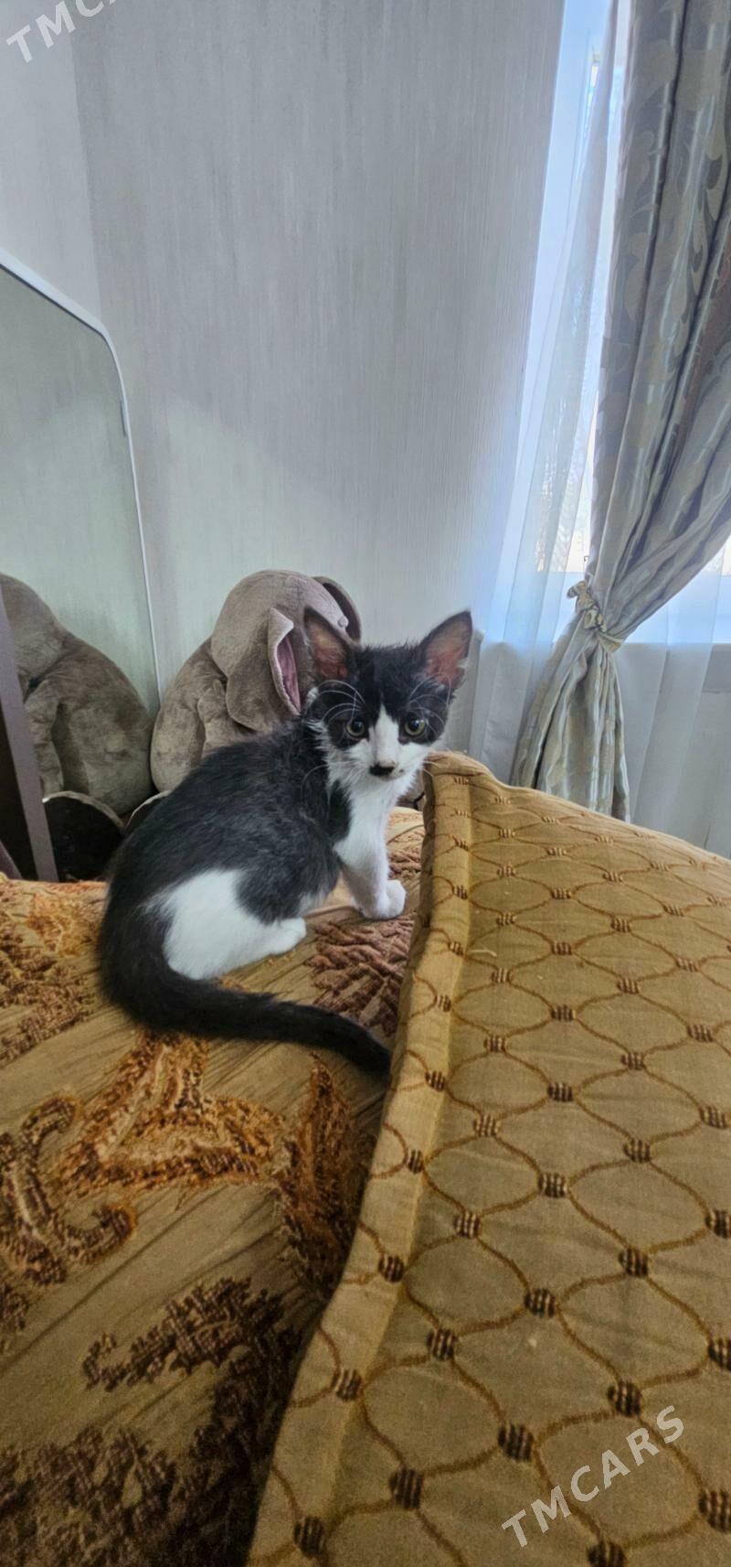 котенок в добрые руки - Aşgabat - img 1