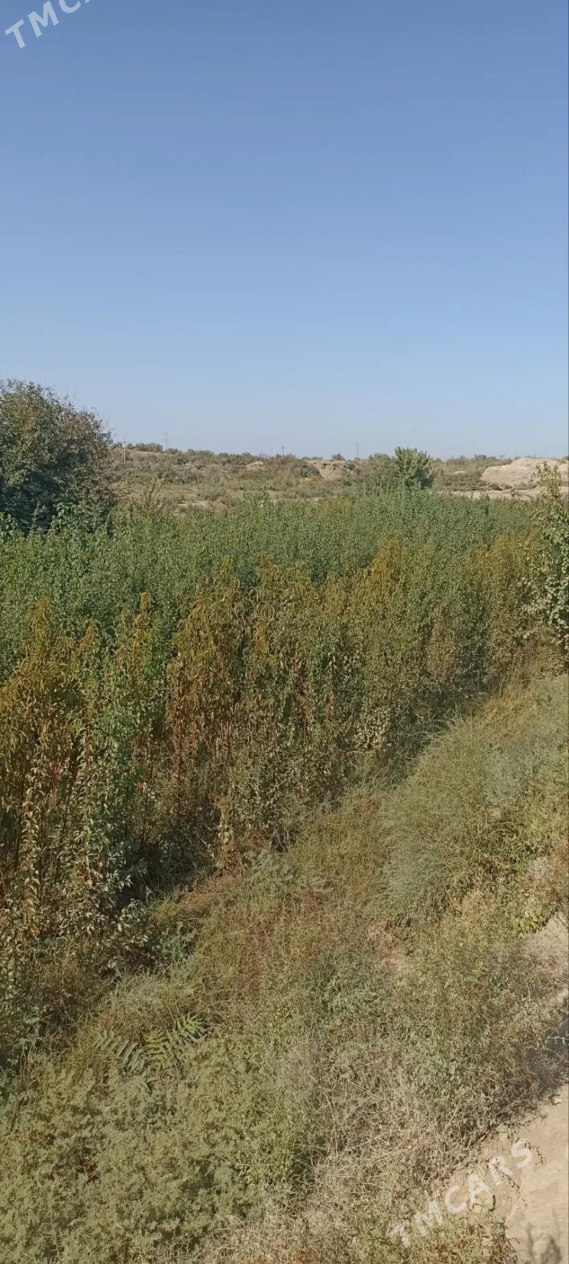 Erik, Şetdaly we Garaly nahal - Саят - img 4