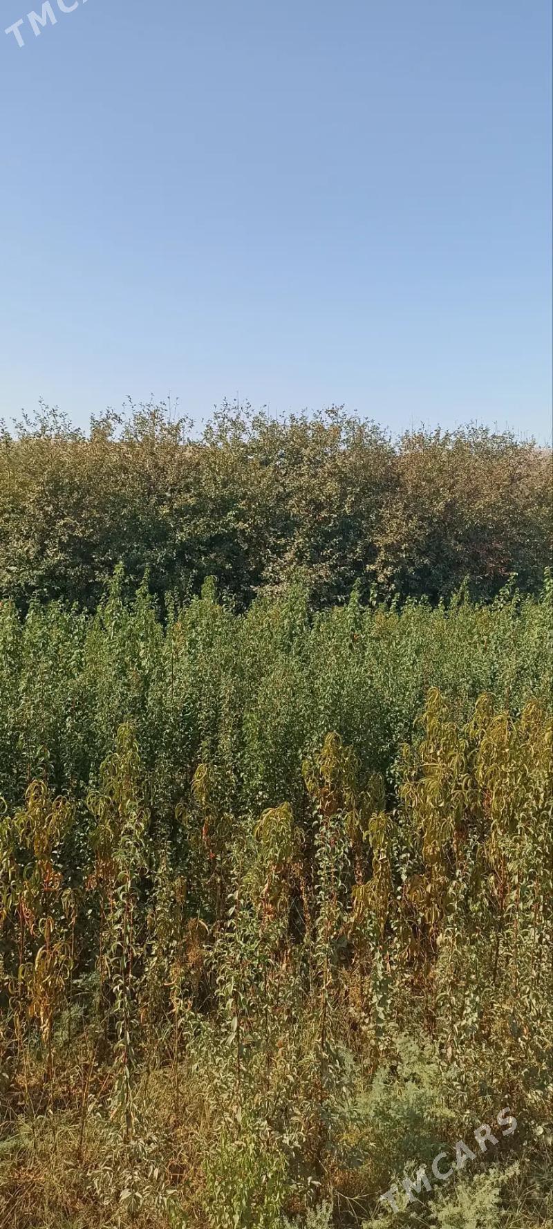 Erik, Şetdaly we Garaly nahal - Саят - img 2