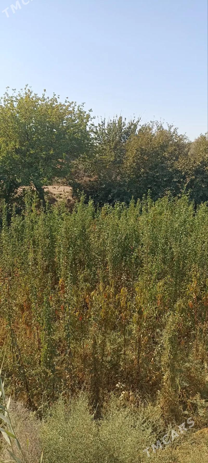 Erik, Şetdaly we Garaly nahal - Саят - img 5