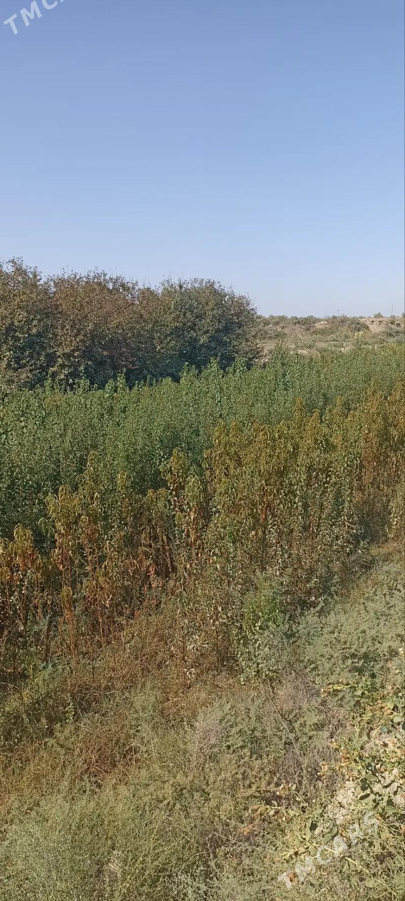 Erik, Şetdaly we Garaly nahal - Саят - img 3