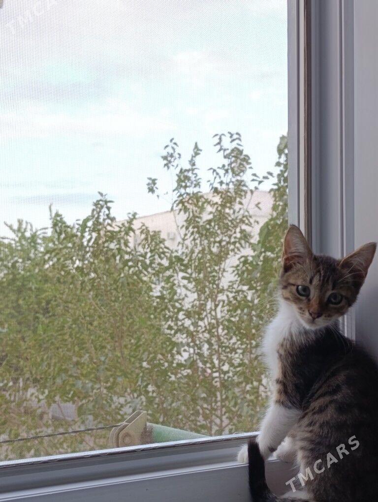 котёночек - Гаудан "А" - img 3