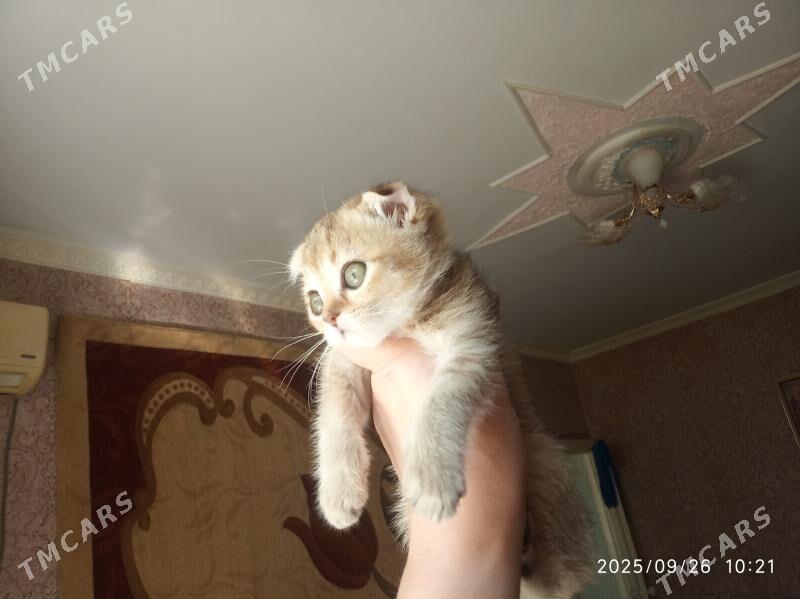 Котята - Türkmenabat - img 2