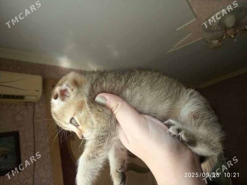 Котята - Türkmenabat - img 3