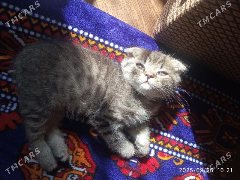 Котята - Türkmenabat - img 5