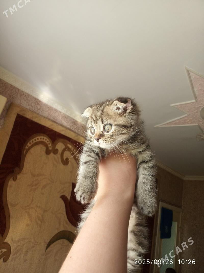 Котята - Türkmenabat - img 4