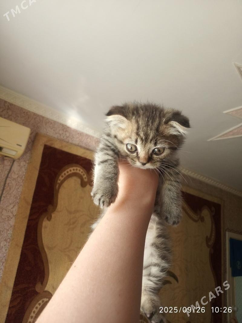 Котята - Türkmenabat - img 6