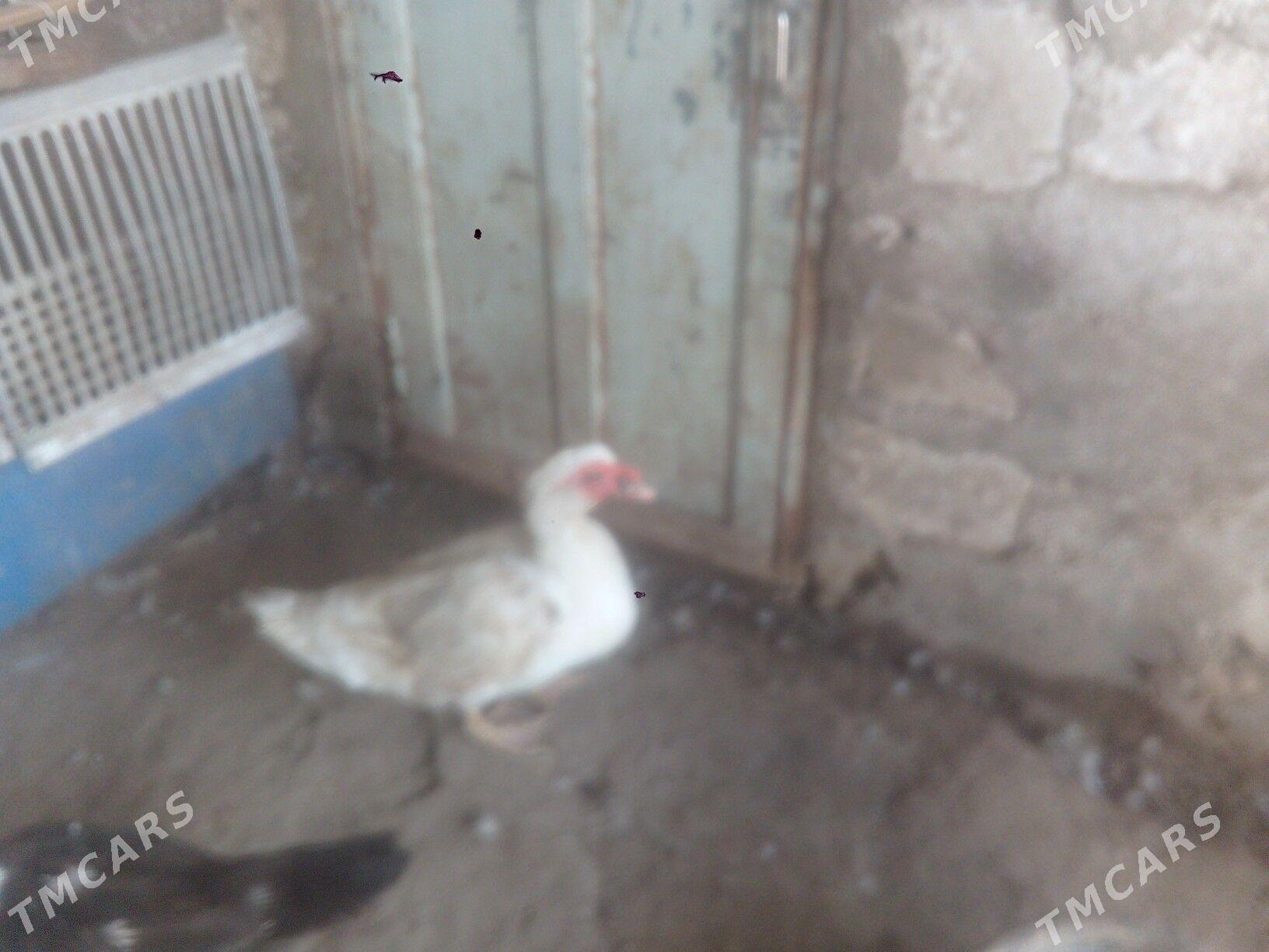 erkek ordek - Balkanabat - img 2