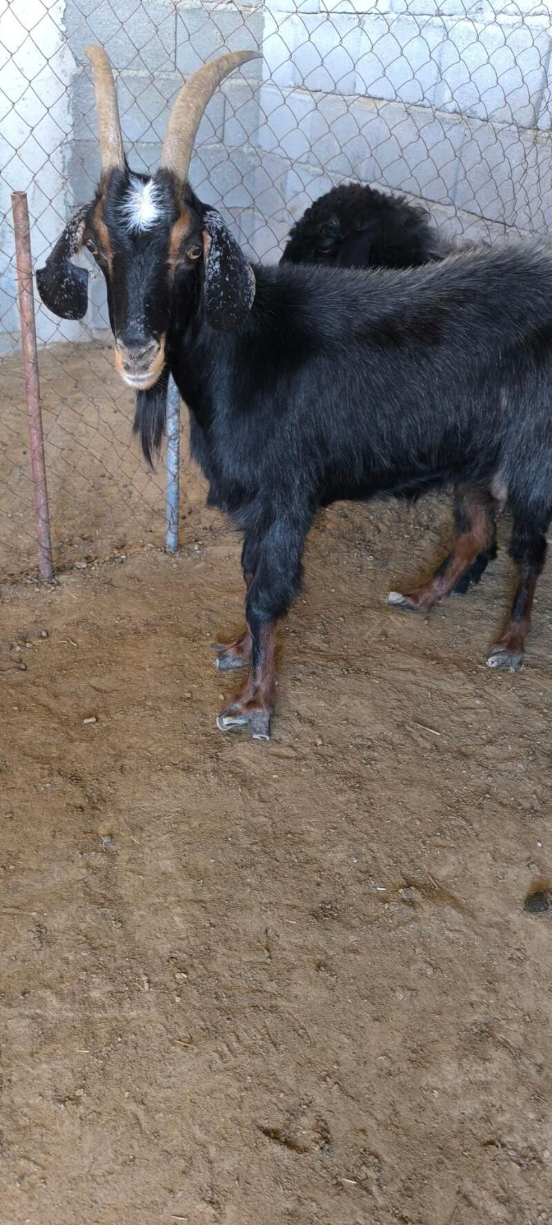 GEÇI - Gurtly - img 2