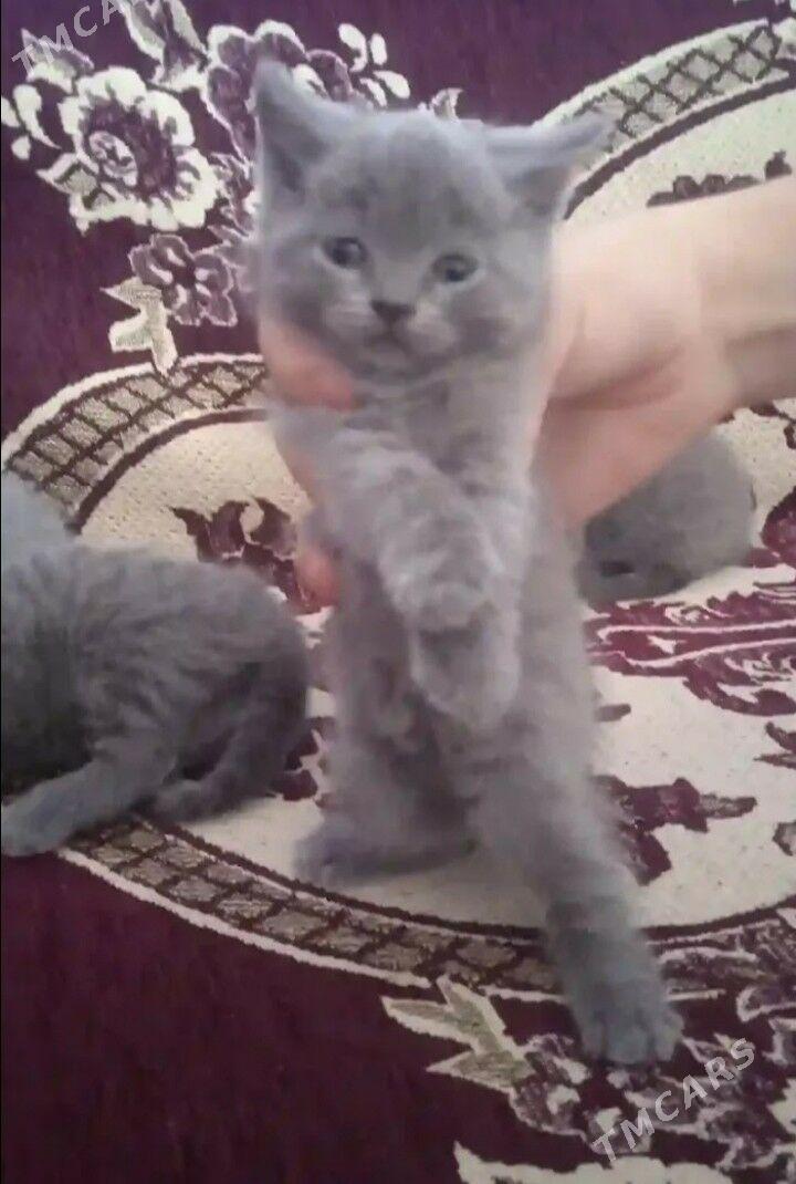 котята - Туркменабат - img 2