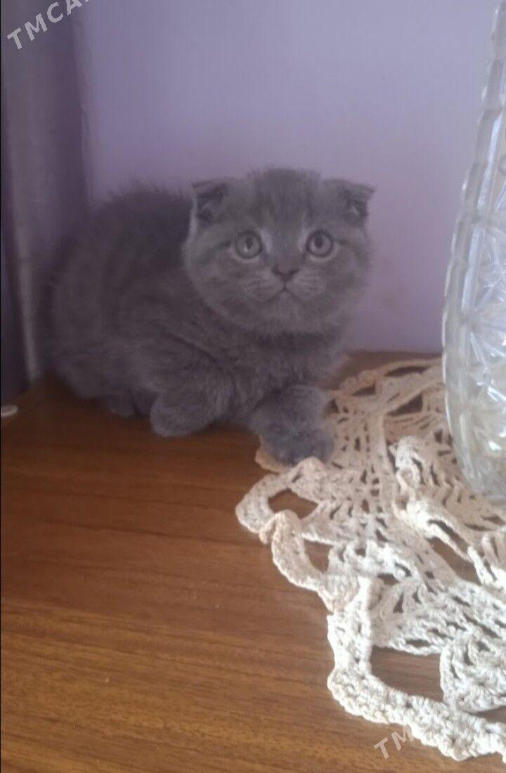 котята - Туркменабат - img 3