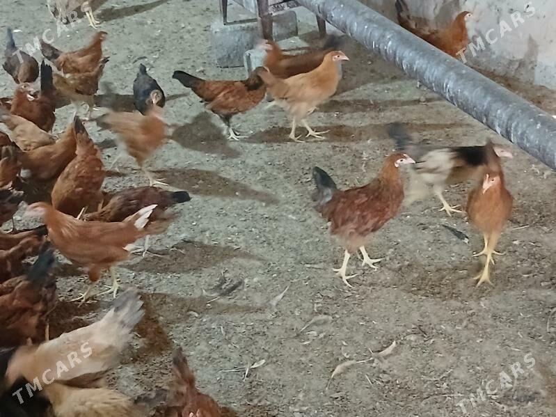 4 Ay bolan - Gökje - img 2