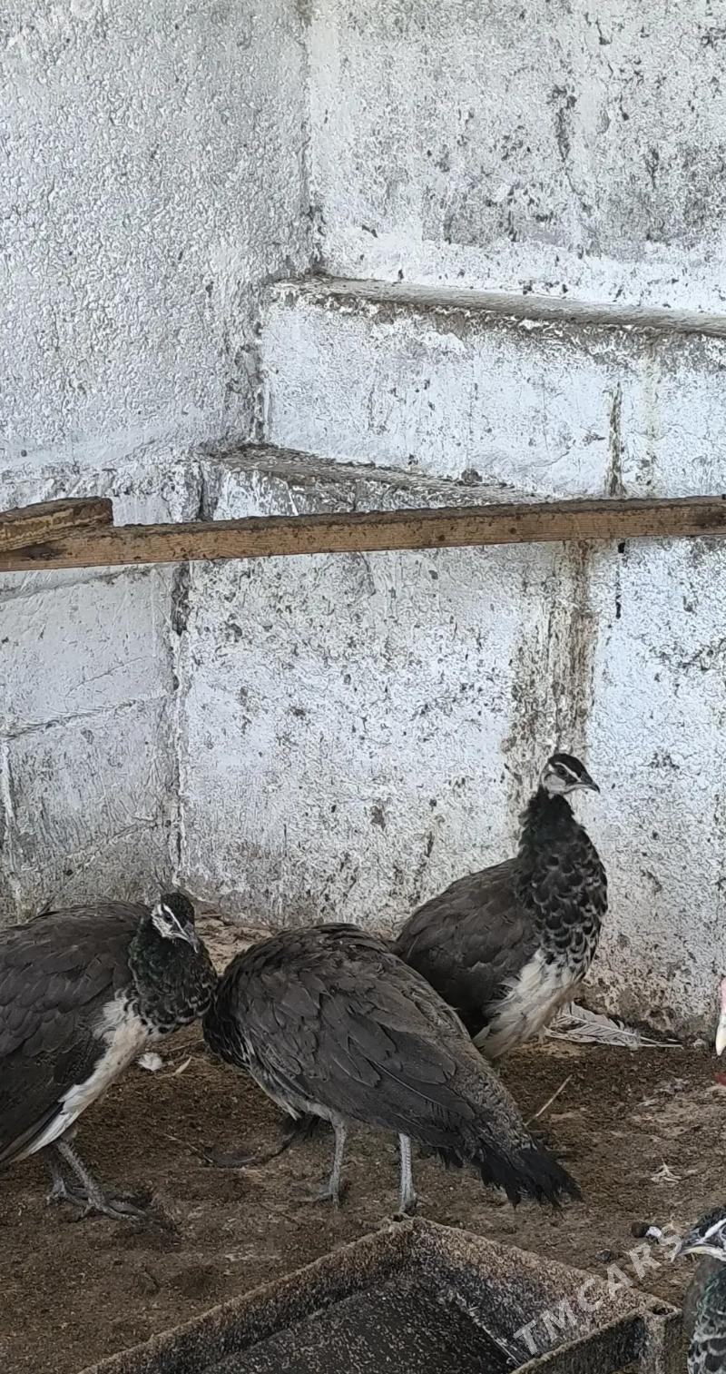 Tawus Guşlar - Ak bugdaý etraby - img 3