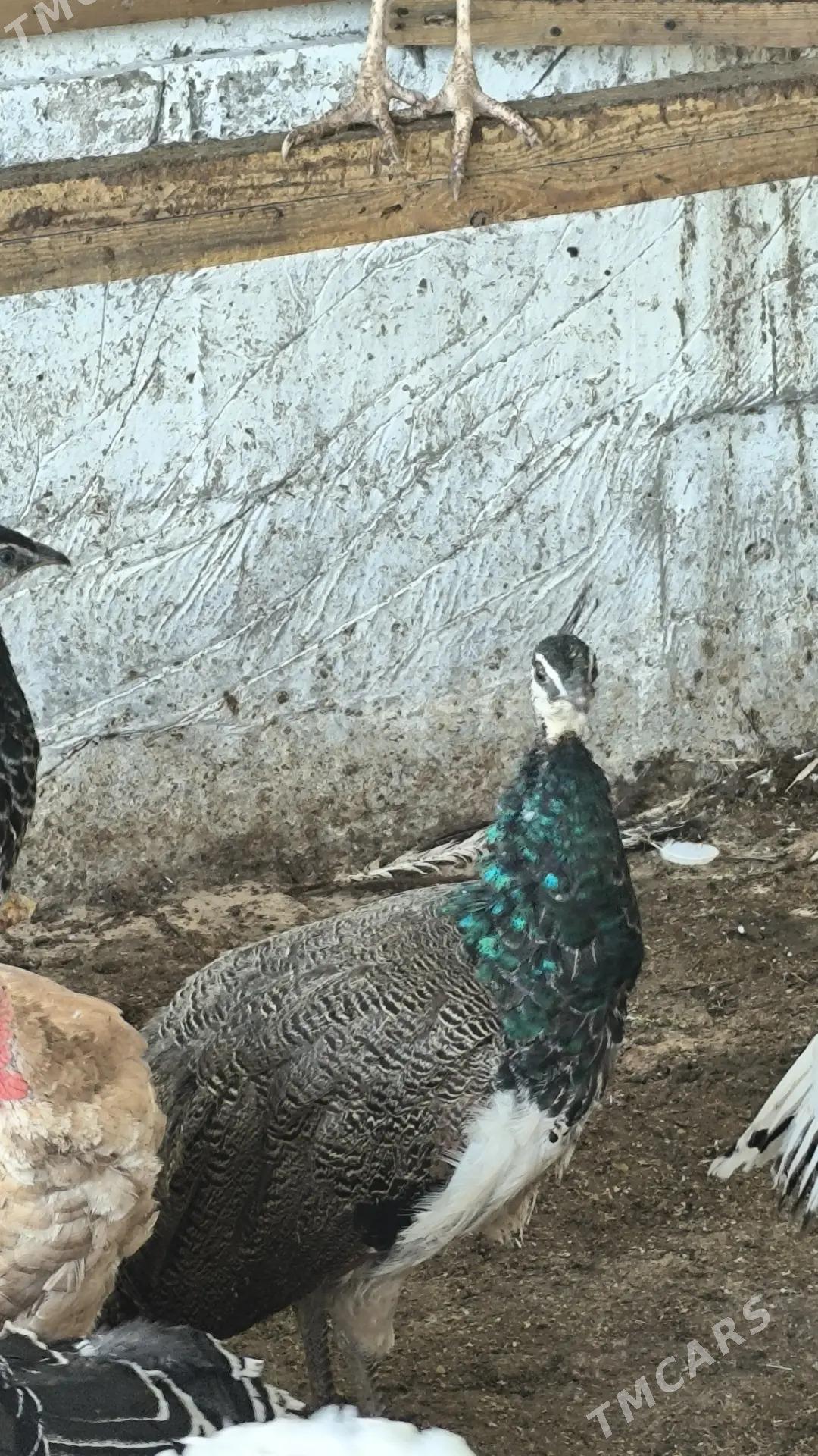 Tawus Guşlar - Ak bugdaý etraby - img 4