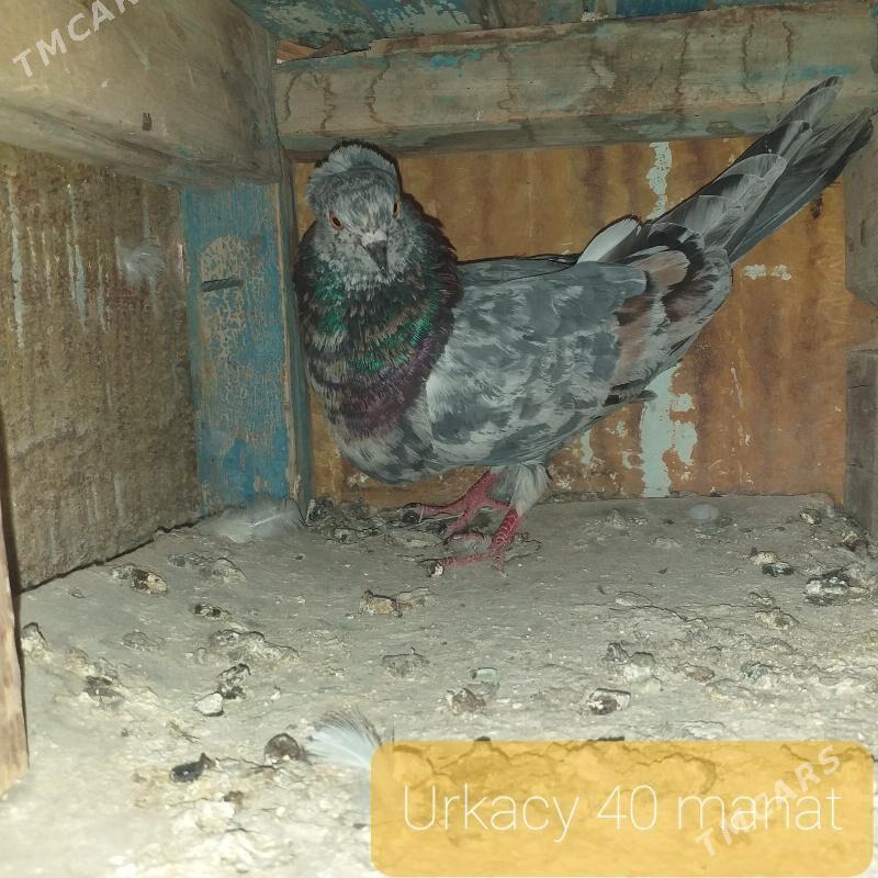kepderi - Wekilbazar - img 3