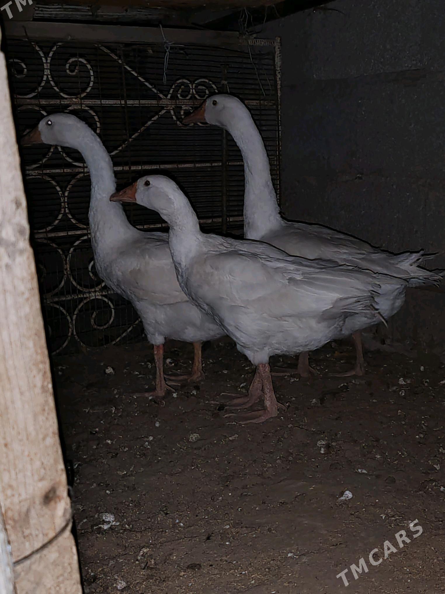 Guwa gaz - Jebel - img 2