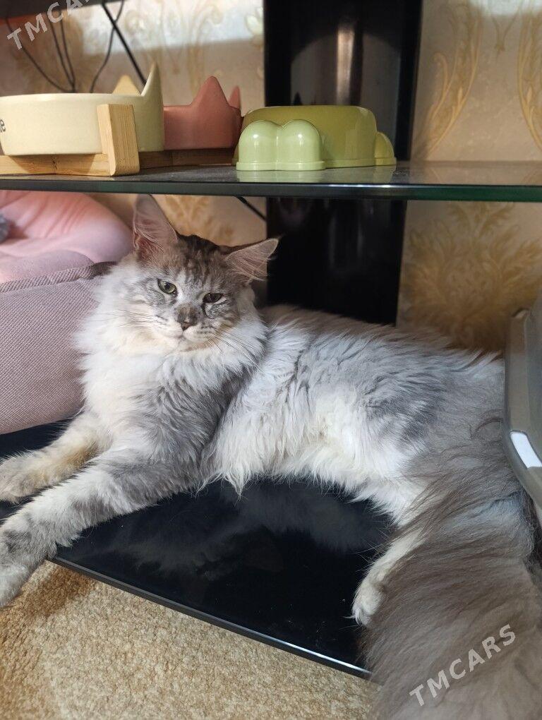 Меин кун - Aşgabat - img 4