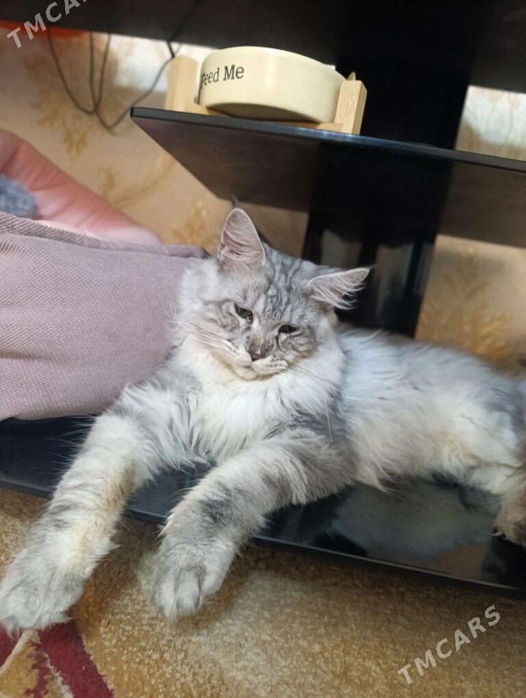 Меин кун - Aşgabat - img 3