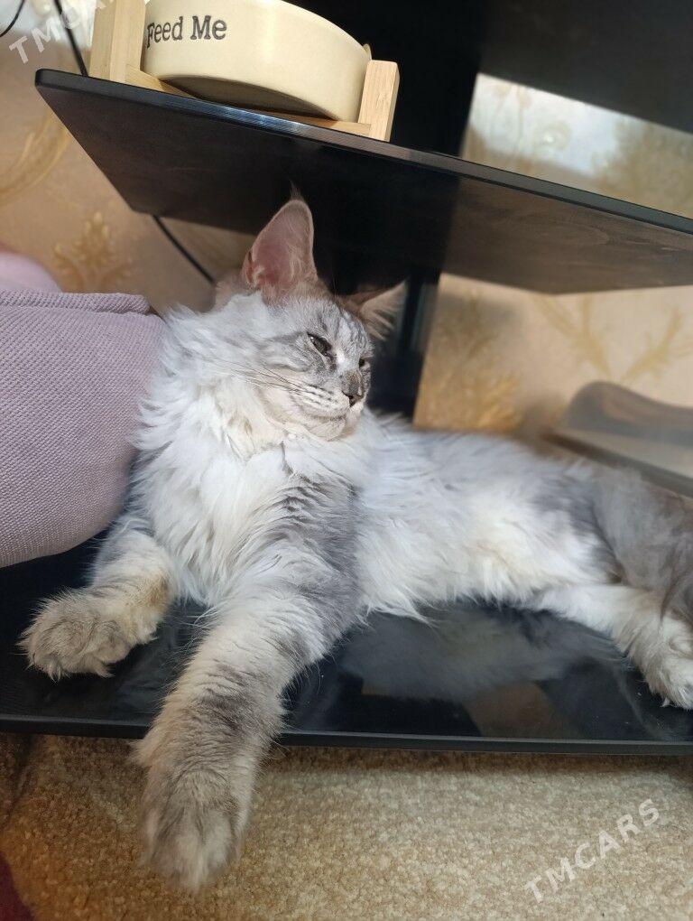 Меин кун - Aşgabat - img 2