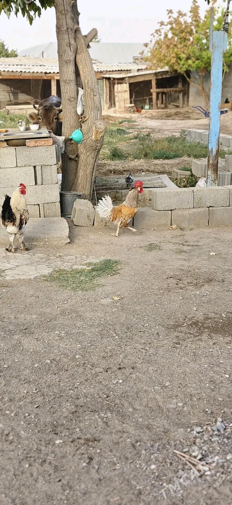 horaz - Gökdepe - img 2
