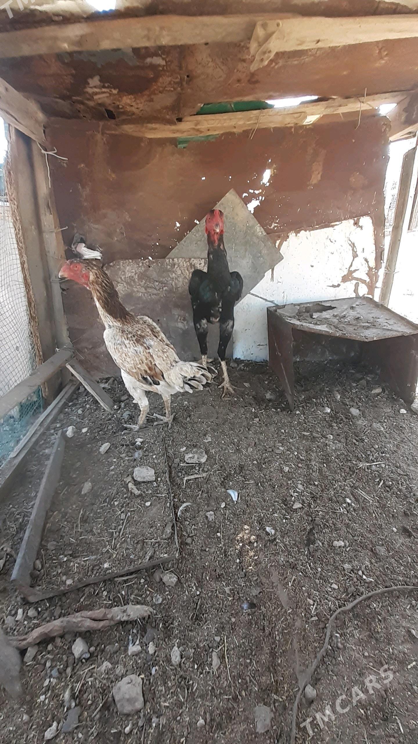 taskent horaz we towuk - Туркменбаши - img 2