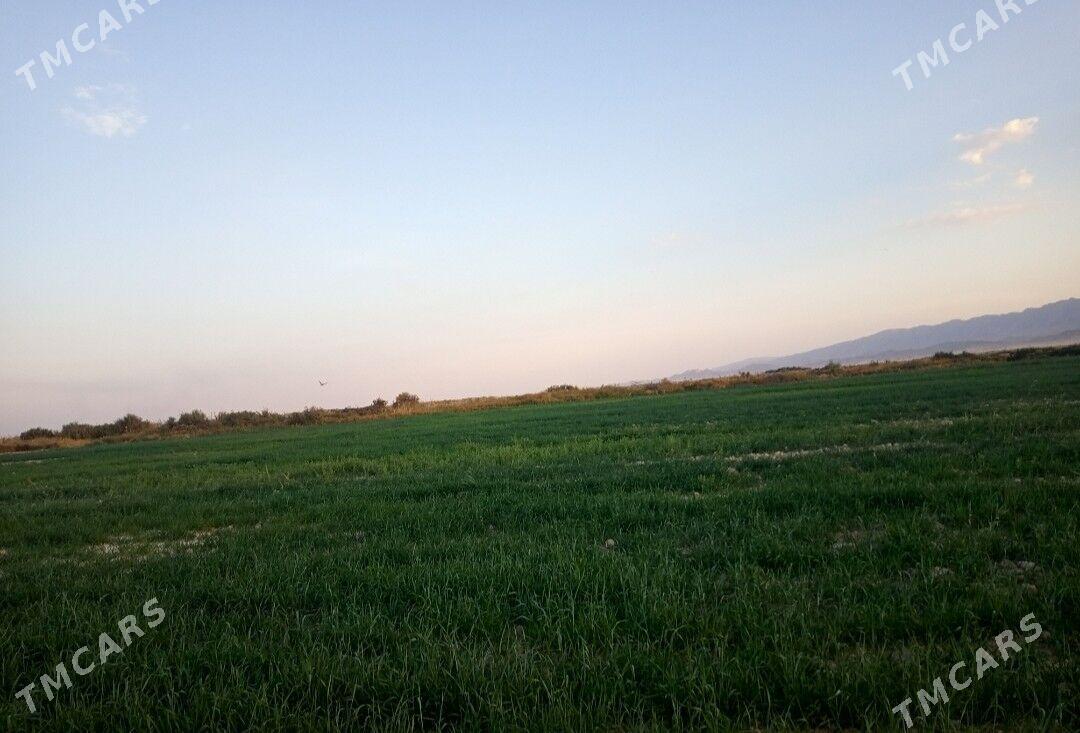 Onumcilik için 75 ha yer - Яшлык - img 2
