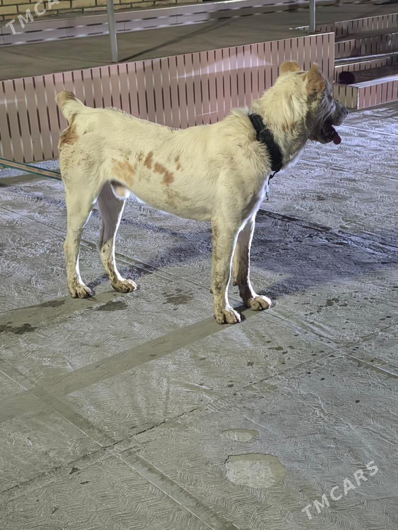 Akgus - Aşgabat - img 2