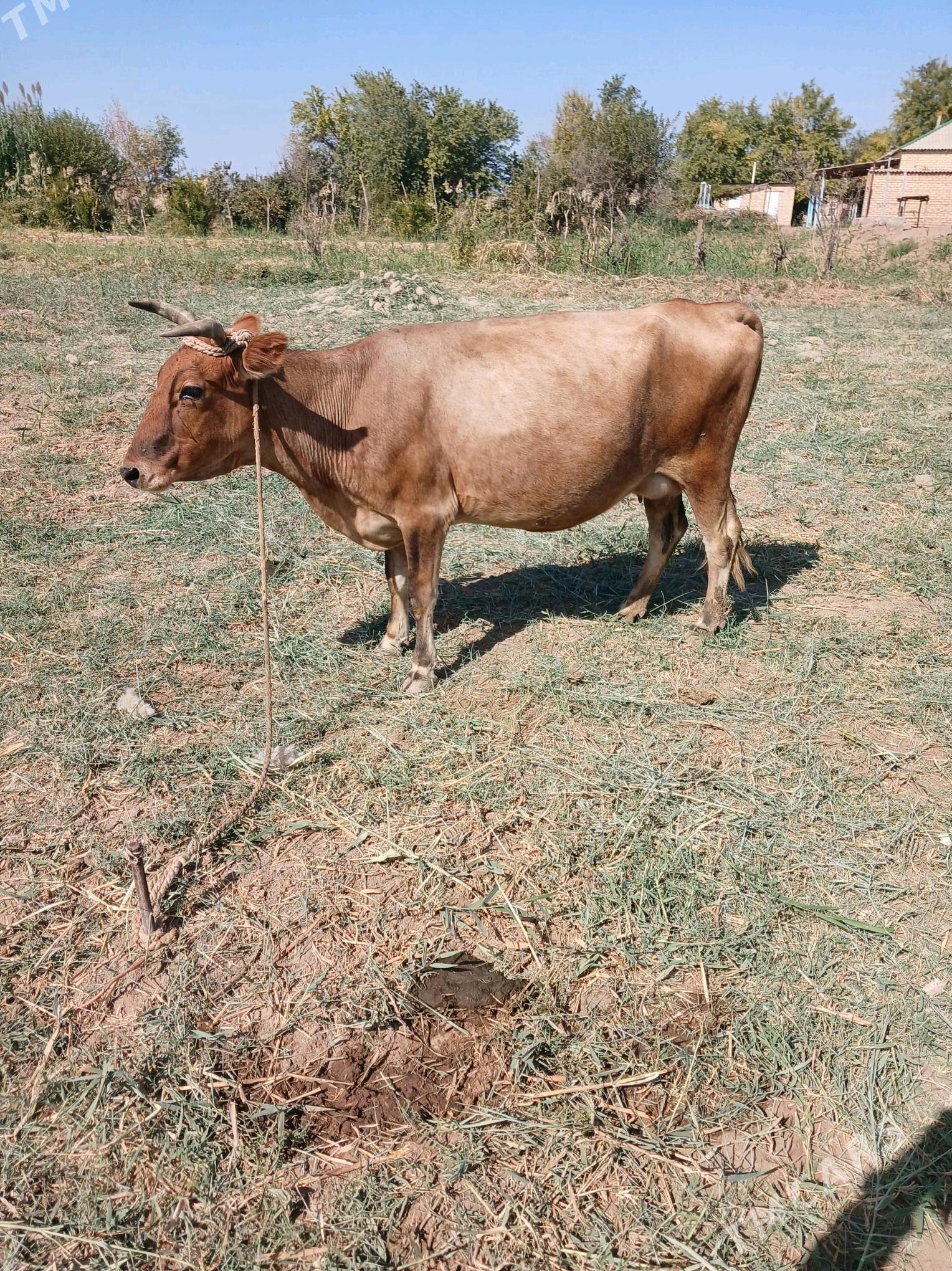Göleli sygyr - Babadaýhan - img 2