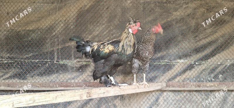 horaz - Täze zaman - img 3