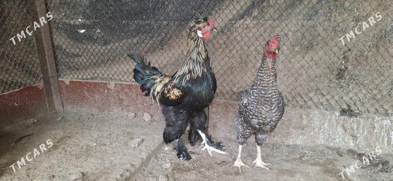 horaz - Täze zaman - img 2