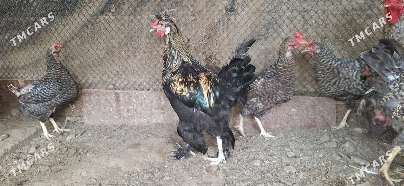 horaz - Täze zaman - img 5