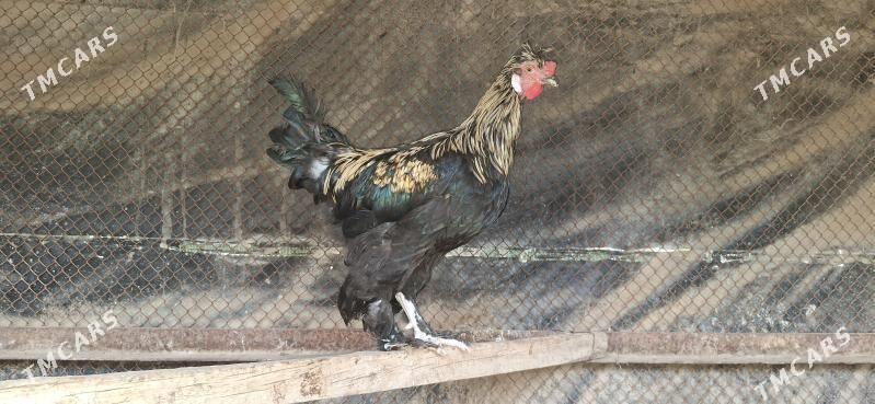 horaz - Täze zaman - img 4