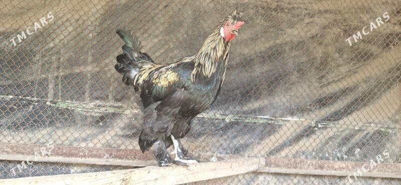 horaz - Täze zaman - img 1