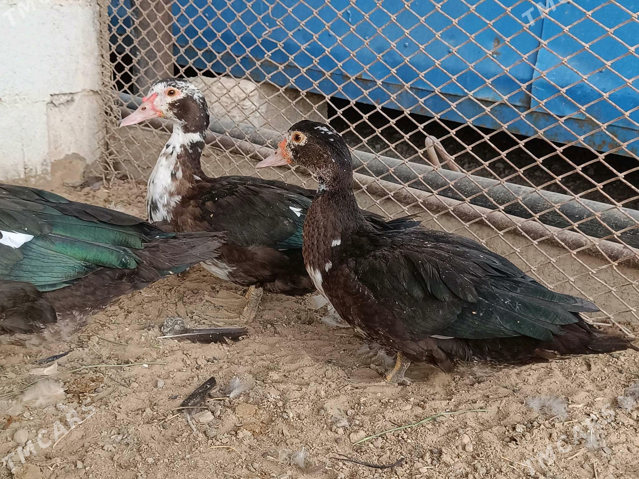 Indautka ördek - Türkmenbaşy - img 3