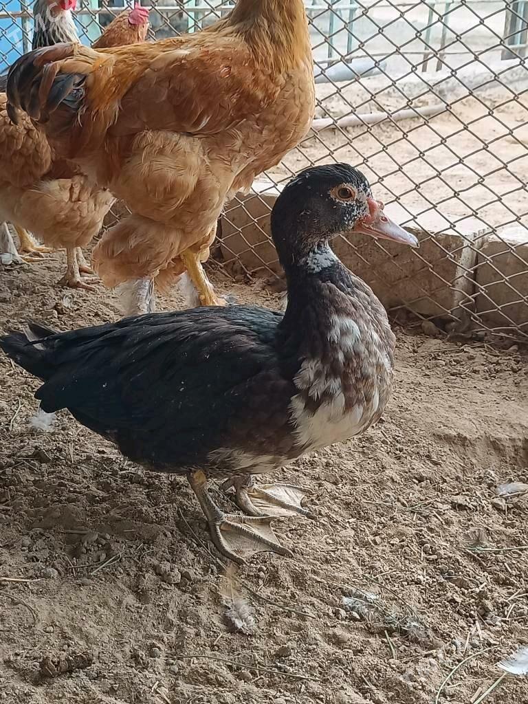 Indautka ördek - Türkmenbaşy - img 4