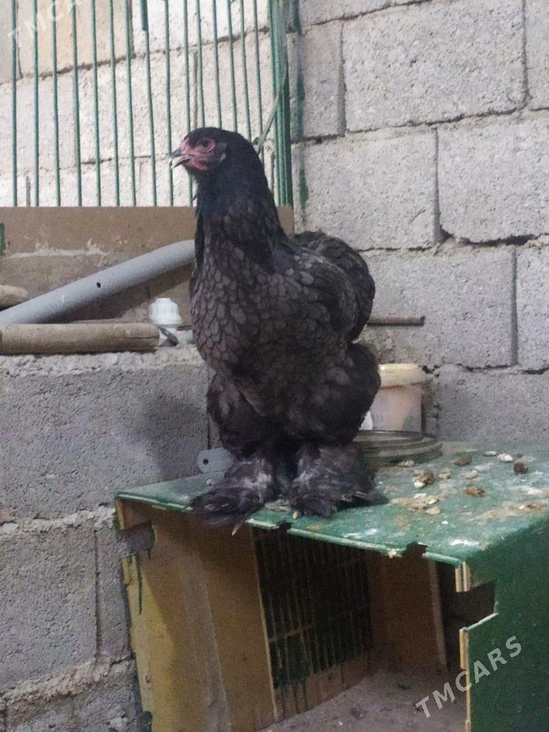 Brama - Balkanabat - img 3
