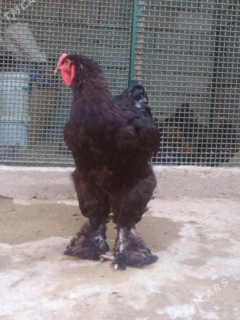 Brama - Balkanabat - img 2