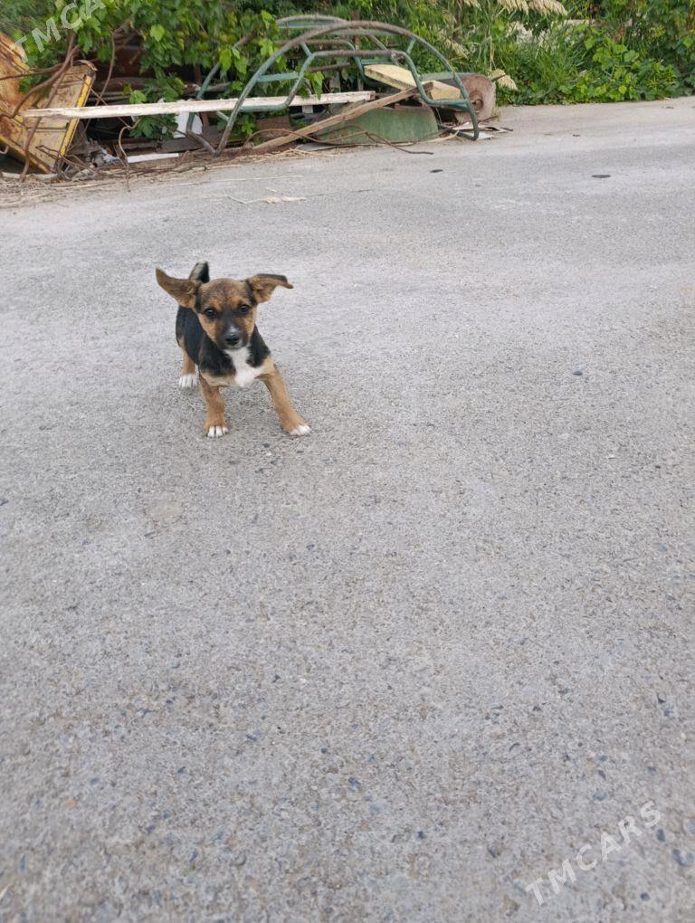 kijijek gujuk - Çoganly - img 2