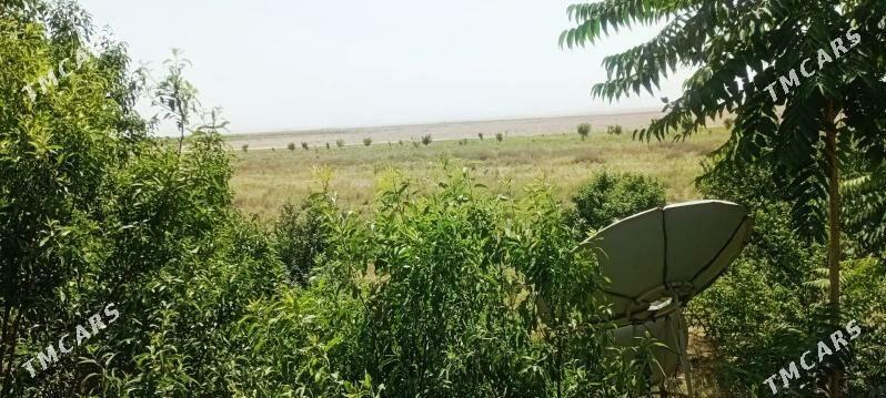 satlyk ekin meÿdan Kaka etr. - Кака - img 4