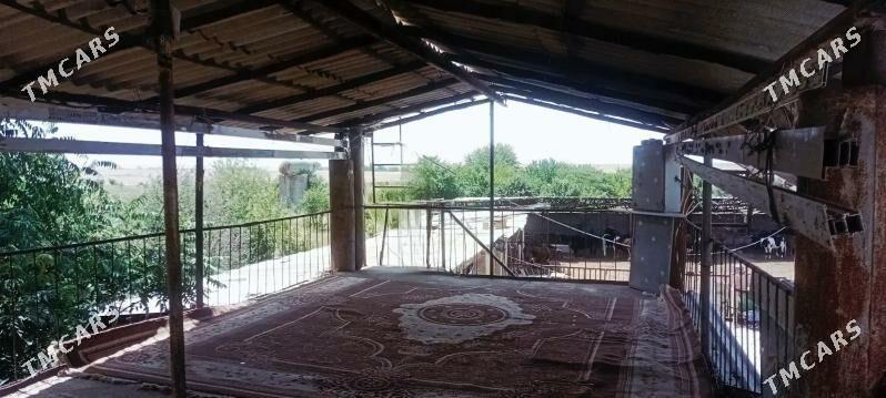 satlyk ekin meÿdan Kaka etr. - Кака - img 6