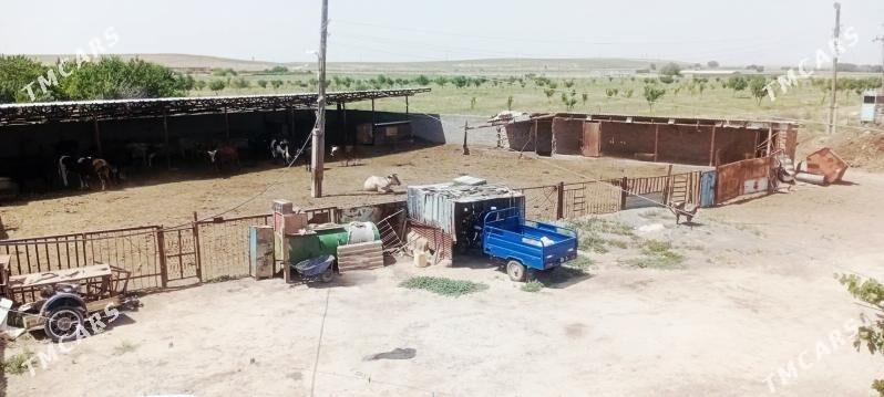 satlyk ekin meÿdan Kaka etr. - Кака - img 3