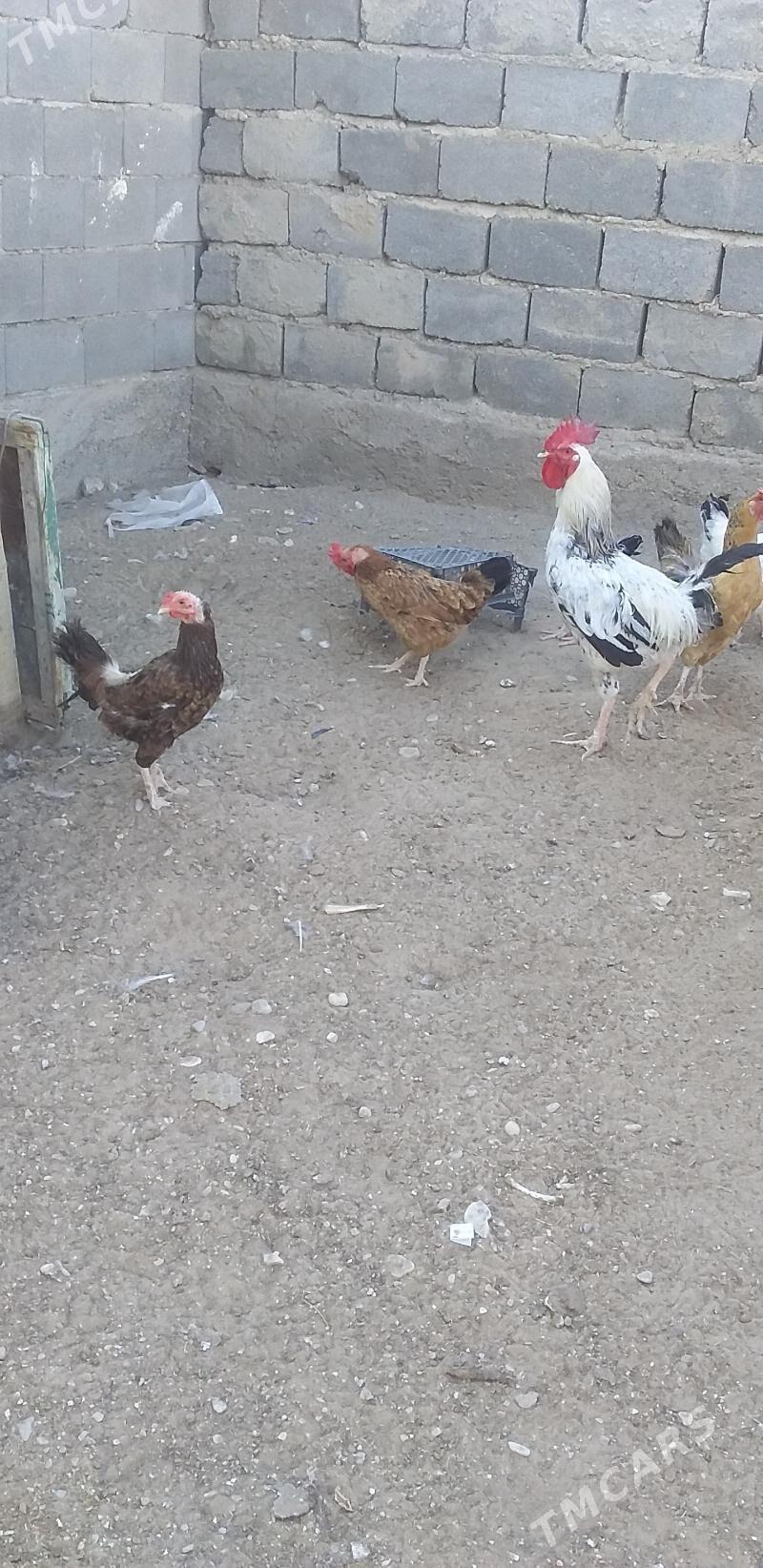 Towuklar - Джебел - img 5