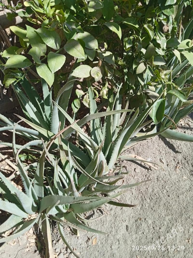 aloe - Şabat etr. - img 3