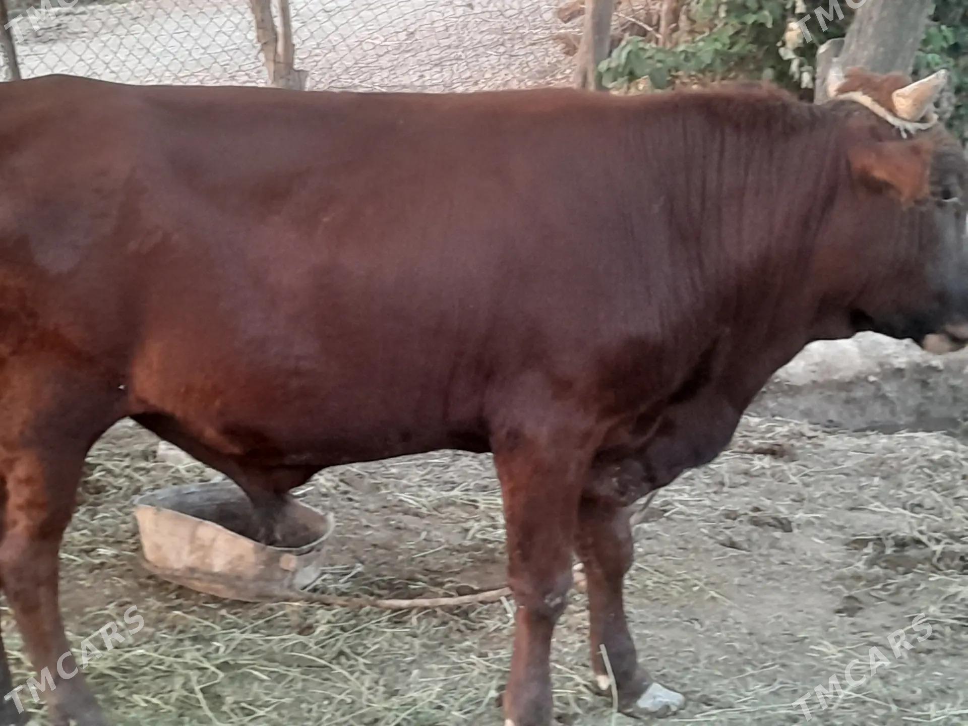 bakyly  mallar - Farap - img 2