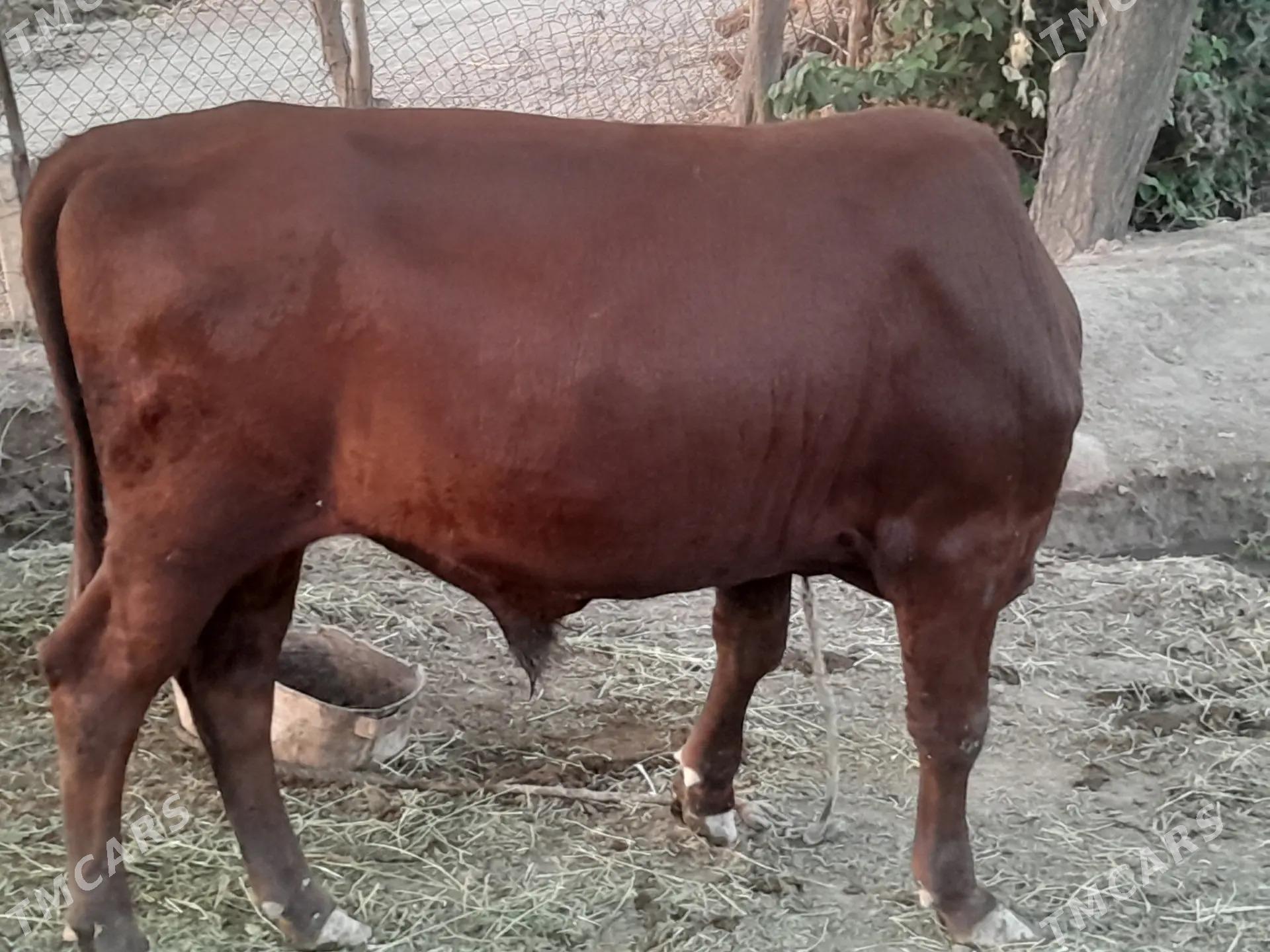 bakyly  mallar - Farap - img 3