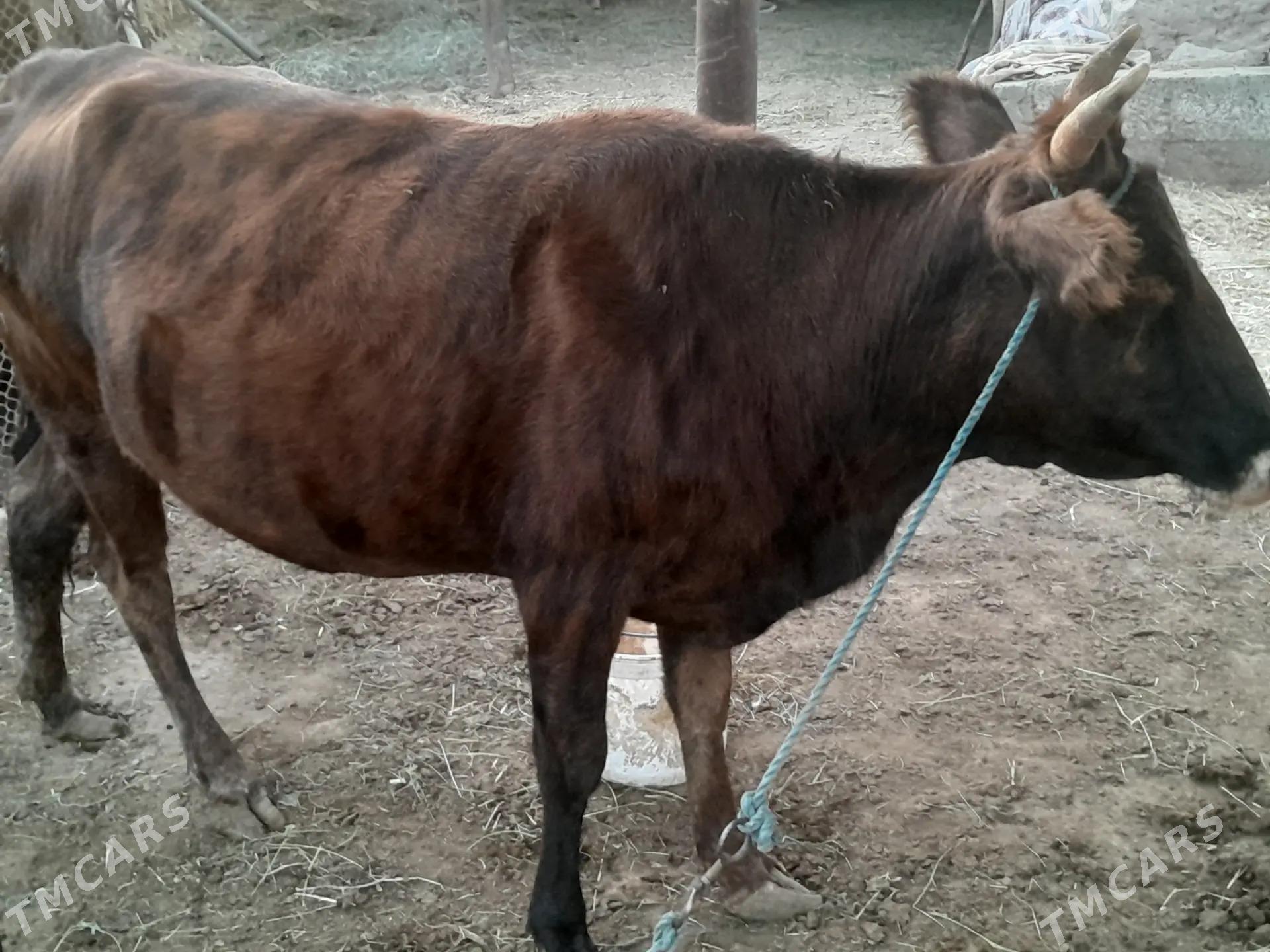 bakyly  mallar - Farap - img 4
