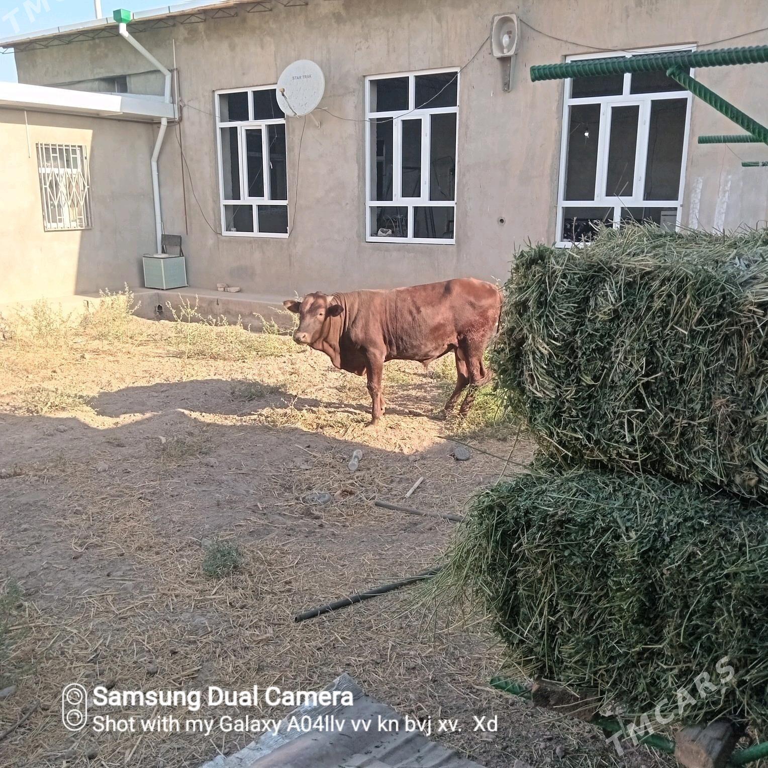 Okuz - Türkmenabat - img 3