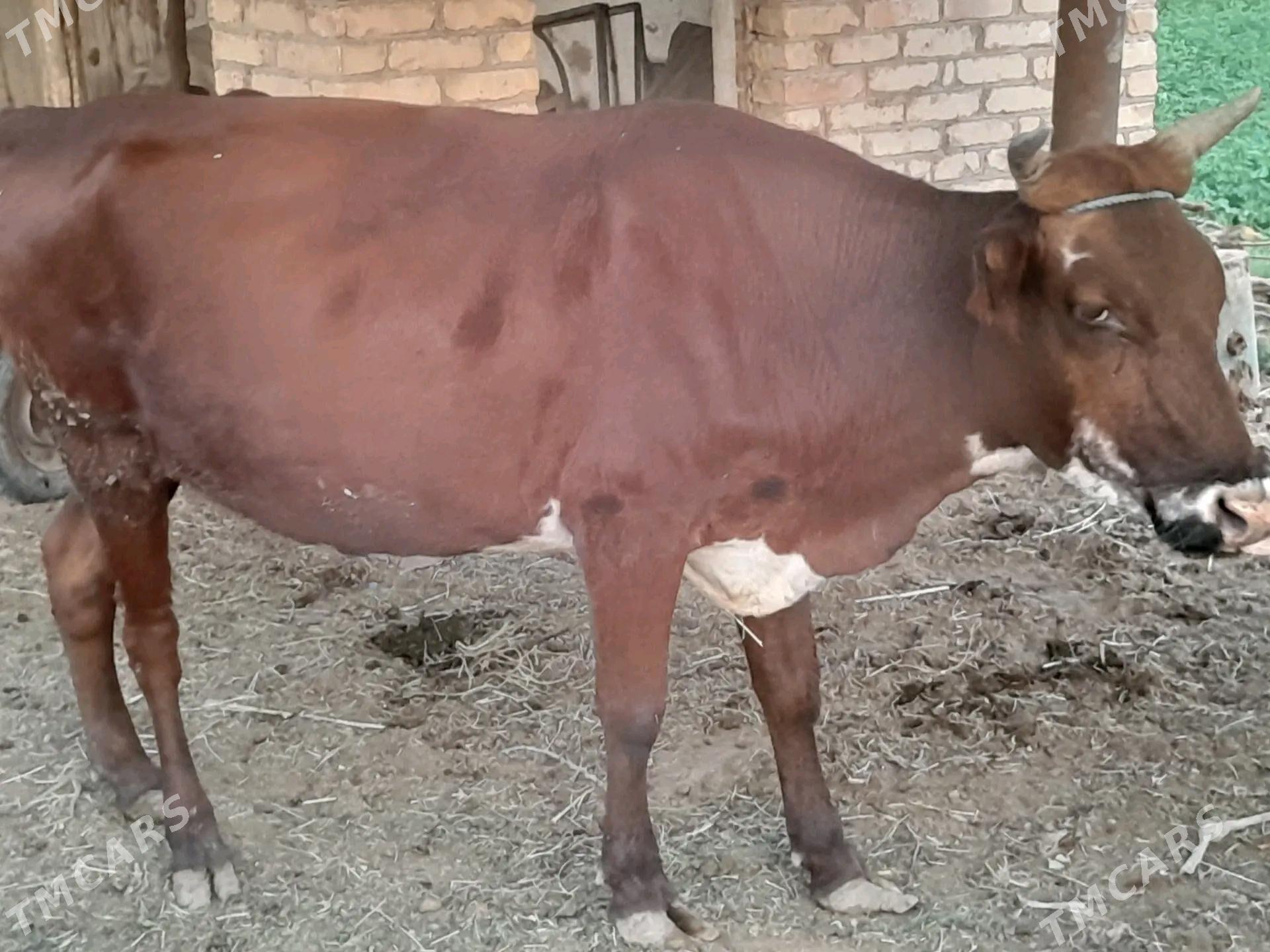 bakyly  mallar - Farap - img 5